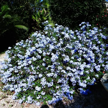 Orangeraie-1-claira * Claira