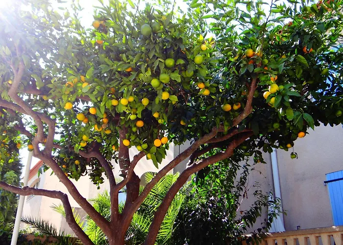 Apartment Orangeraie-1-claira *