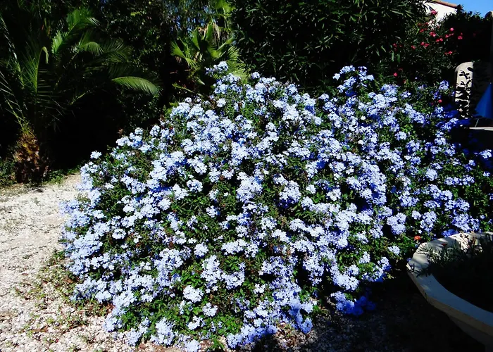 Orangeraie-1-claira * Claira